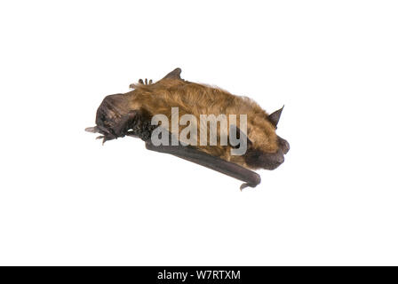 Grande chauve-souris brune (Eptesicus fuscus) Noble Comté (Ohio), Juillet, projet d'meetyourneighbors.net Banque D'Images