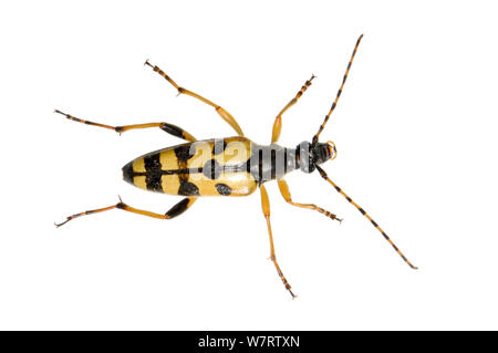 Le longicorne asiatique (Rutpela maculata), Slovénie, Europe, juillet, projet d'meetyourneighbors.net Banque D'Images