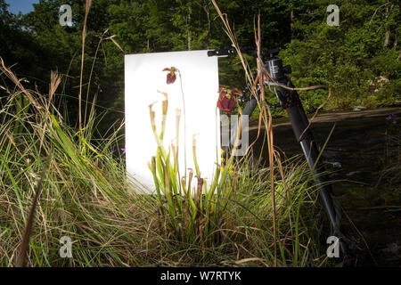 Studio sur le terrain pour photographier Mountain sweet (sarracénie Sarracenia rubra ssp. jonesii) avec de l'herbe longue corne camouflée hopper (Tettigoniidae) Chandler Heritage Preserve, Caroline du Sud, USA, mai. Les espèces en voie de disparition. Projet d'Meetyourneighbors.net Banque D'Images