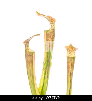 Pvi - insecte sur une espèce végétale en usine -la montagne, sweet sarracénie Sarracenia rubra (ssp. jonesii) se trouve dans les montagnes de la Caroline du Sud et Caroline du Nord. Cette plante a été photographié dans la préservation du patrimoine Chandler en Caroline du Sud. Banque D'Images