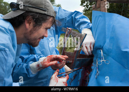 Les chirurgiens de l'Afrique du Sud à partir de la gestion de la population d'éléphants de l'aider à effectuer la chirurgie Programme micromanipulation chirurgicale à un vasectomise wild elephant (Loxodonta africana) dans le bush. Private Game Reserve au Limpopo, Afrique du Sud. Avril 2011 Banque D'Images