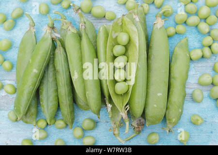 Pisum sativum 'au-delà'. 'Au-delà' fraîchement cueillis dans les gousses de pois pois ridés prêt à écosser en juillet. UK Banque D'Images