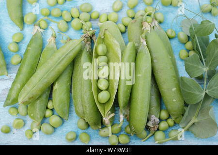 Pisum sativum 'au-delà'. 'Au-delà' fraîchement cueillis dans les gousses de pois pois ridés prêt à écosser en juillet. UK Banque D'Images