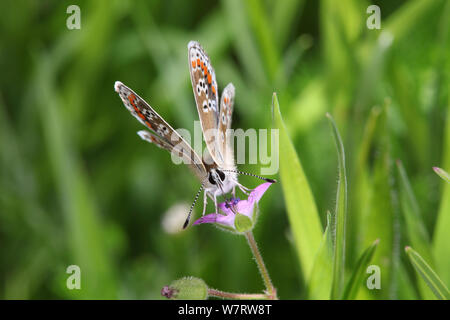 Argus brun Aricia agestis (papillon) se nourrissant de géranium. Surrey, Angleterre, juillet Banque D'Images