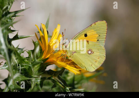 Papillon jaune assombrie (Colias croceus) mâle se nourrissant de chardon jaune, Croatie, juin Banque D'Images