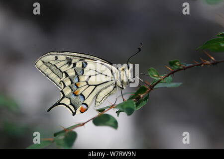 Porte-queue (Papilio européenne machaon) au repos, la Croatie, juin Banque D'Images