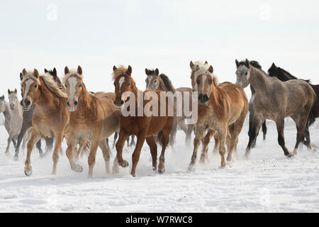 Un groupe de Haflinger, Arabe, Arabe Shagya pure et à l'Est et les juments poulinières bulgare s'exécutant dans la neige, Haras National, Kabiuk Shumen, Bulgarie. Banque D'Images