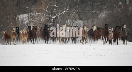 Un groupe de Haflinger, Arabe, Arabe Shagya pure et à l'Est et les juments poulinières bulgare s'exécutant dans la neige, Haras National, Kabiuk Shumen, Bulgarie. Banque D'Images