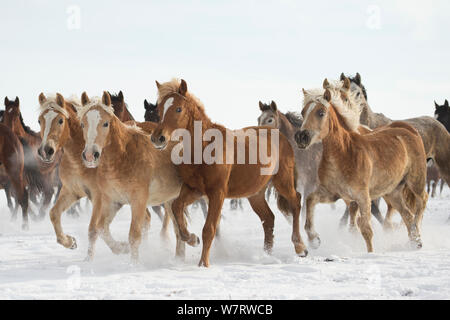 Un groupe de Haflinger, Arabe, Arabe Shagya pure et à l'Est et les juments poulinières bulgare s'exécutant dans la neige, Haras National, Kabiuk Shumen, Bulgarie. Banque D'Images