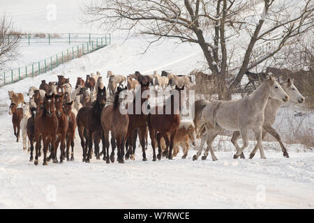 Un groupe de Haflinger, Arabe, Arabe Shagya pure et à l'Est et les juments poulinières bulgare walking in snow, Haras National, Kabiuk Shumen, Bulgarie. Banque D'Images