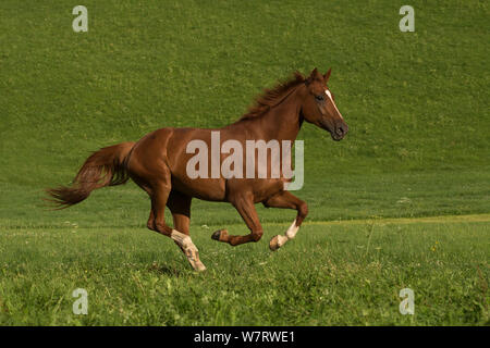 Une jument warmblood Swiss / Einsiedler (Equus caballus) galopant, Schwyz, Suisse, juillet. Banque D'Images