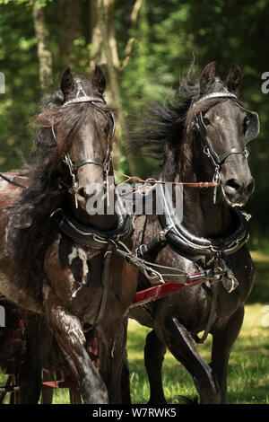 Une jument frison et un étalon frison sont drivingn dans les bois du Haras du Pin, haras national le plus ancien de France, au Pin-au-Haras, Orne, Basse-Normandie, France. Juillet 2013 Banque D'Images