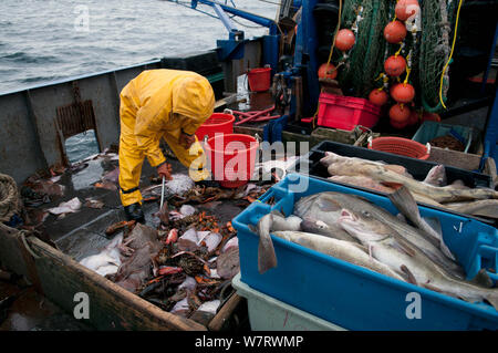 Sortes de captures des pêcheurs peu tachetée (Leucoraja erinacea), le homard américain (Homarus americanus), de limande à queue jaune (Limanda ferruginea) et la Morue franche (Gadus morhua) sur le pont du chalutier. Banc Stellwagen Banques, New England, United States, North Atlantic Ocean Model libéré. Banque D'Images