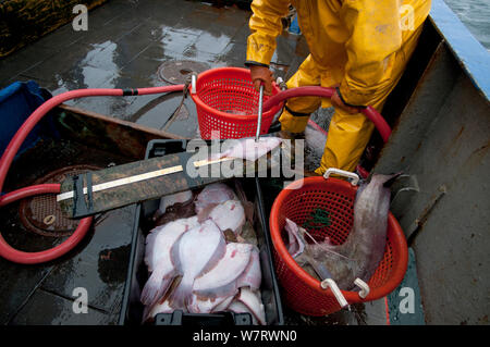 Des mesures trop petit pêcheur de limande à queue jaune (Limanda ferruginea) sur le pont du chalutier. Banc Stellwagen Banques, New England, United States, North Atlantic Ocean Banque D'Images