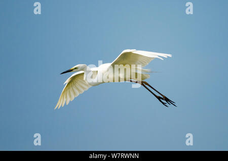 Grande aigrette (Egretta alba alba) en vol, arrivant sur la terre. La Hongrie, mai. Banque D'Images