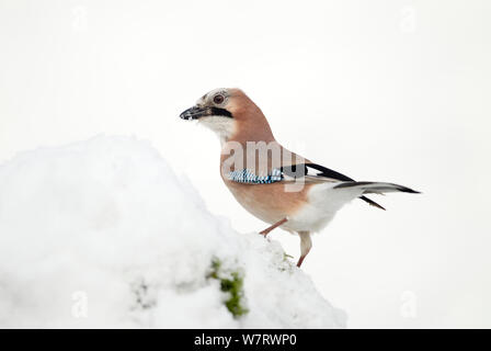 Jay (Garrulus glandarius) perché sur la neige fraîchement couverts alimentation,cachés sur food store, Dumfries et Galloway, en Écosse, en janvier. Banque D'Images