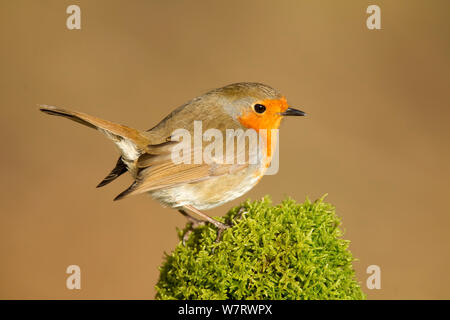 Robin (Erithacus rubecula aux abords melophilus) perché sur un vieux journal couvert de mousse, Lancashire, England, UK. Mars. Banque D'Images