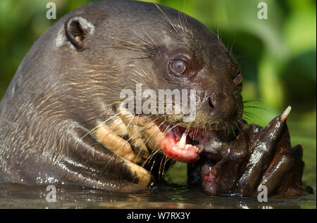 La loutre géante (Pteronura brasiliensis) se nourrir de poissons, Cuiaba river, au Brésil. Banque D'Images