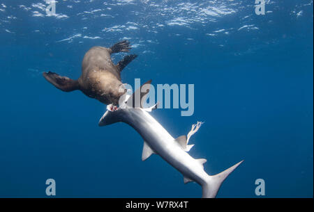 Cape (Arctocephalus pussilus) se nourrissant de requin bleu (Prionace glauca) qu'il capturé et tué le Cape Point, Cape Town, Afrique du Sud. Banque D'Images