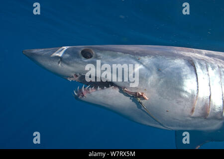 Le requin-taupe bleu (Isurus oxyrinchus) avec crochets à la palangre dans la bouche, la pointe du Cap, Afrique du Sud. Banque D'Images