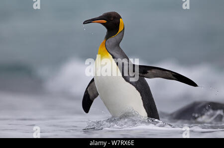 Manchot royal (Aptenodytes patagonicus) provenant de la mer, l'île de Géorgie du Sud, l'Antarctique. Banque D'Images