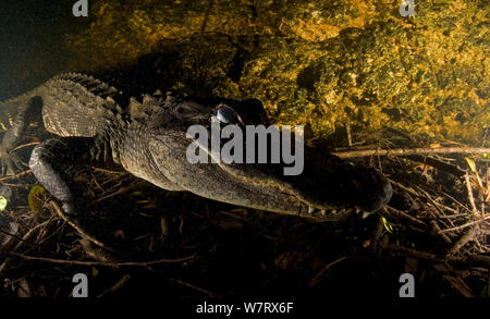 (Alligator mississippiensis) portrait sous l'Alligator, Everglades NP, en Floride, aux États-Unis. Banque D'Images