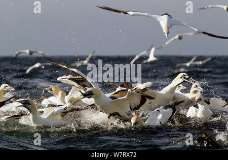 Cape de Bassan (Morus capensis) se nourrissent de sardines, False Bay, Cape Town, Afrique du Sud. Banque D'Images