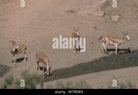 Groupe d'inclusion de la mâle les gazelles (Gazella subgutturosa) se nourrissent d'une colline, de Badkhyz, le Turkménistan. Les espèces vulnérables. Banque D'Images