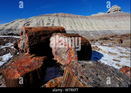 Le bois pétrifié segments d'un grand arbre, Forêt Pétrifiée National Park, Arizona, USA, décembre 2012. Banque D'Images