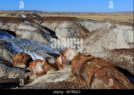 Le bois pétrifié segments d'un grand arbre, Forêt Pétrifiée National Park, Arizona, USA, décembre 2012. Banque D'Images