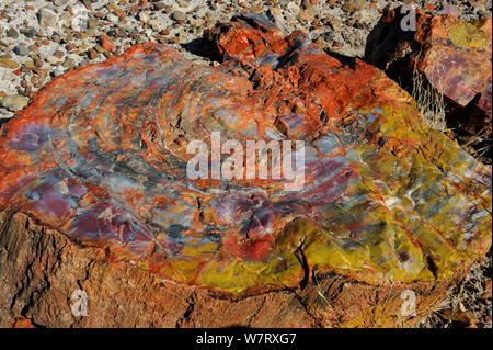 Close up of textured le bois pétrifié, Painted Desert, Petrified Forest National Park, Arizona, USA, décembre 2012. Banque D'Images