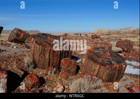 Le bois pétrifié segments d'un grand arbre, Forêt Pétrifiée National Park, Arizona, USA, décembre 2012. Banque D'Images