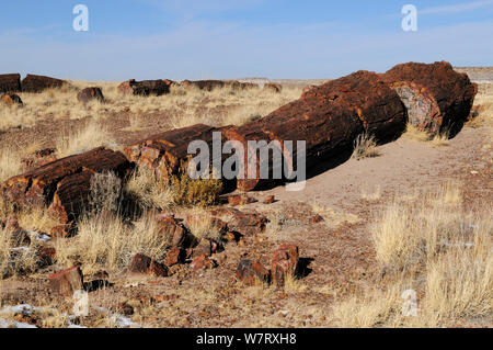 Le bois pétrifié segments d'un grand arbre, Forêt Pétrifiée National Park, Arizona, USA, décembre 2012. Banque D'Images