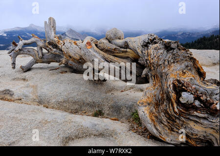 Vieux tronc de pin sur Sentinel dome, Yosemite National Park, California, USA, octobre 2012. Banque D'Images