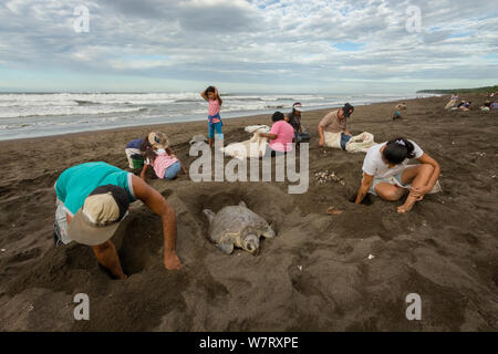 Les villageois ramasser des œufs de tortues olivâtres (Lepidochelys olivacea) durant les deux premiers jours de l'arribada (masse) de l'événement. C'est le seul endroit au monde où il est légal pour la récolte des œufs de tortues, un système conçu pour empêcher le braconnage et d'aider la communauté locale. Océan Pacifique, Playa Ostional, Costa Rica, novembre 2012. Banque D'Images