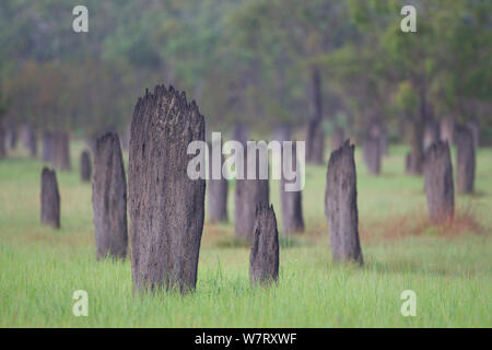 Les termites magnétiques (Amitermes meridionalis) monticules dans les prairies, Litchfield National Park, Territoire du Nord, Australie. Banque D'Images