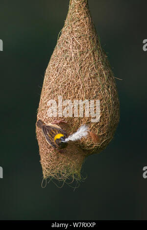 Baya weaver (Ploceus philippinus) femelle avec le matériel du nid (feather) sur son nid, à Singapour. (Séquence image 1 de 5) Banque D'Images