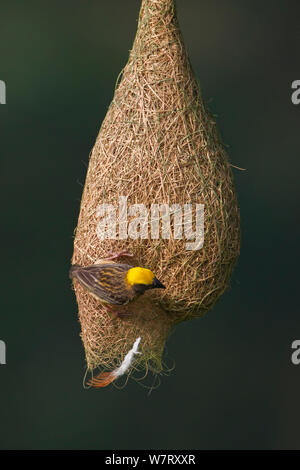 Baya weaver (Ploceus philippinus) femmes laissant tomber le matériel du nid (nid de plumes), Singapour. (Sequence image 4 de 5) Banque D'Images