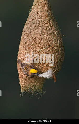 Baya weaver (Ploceus philippinus) femelle avec le matériel du nid (feather) sur son nid, à Singapour. (Séquence image 2 de 5) Banque D'Images