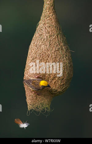 Baya weaver (Ploceus philippinus) femelle avec le matériel du nid (feather) passant de nid, Singapour. (Séquence image 5 de 5) Banque D'Images