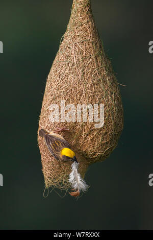 Baya weaver (Ploceus philippinus) femelle avec le matériel du nid (feather) sur son nid, à Singapour. (Séquence image 3 de 5) Banque D'Images