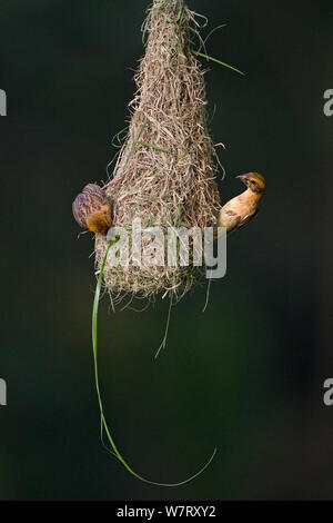 Baya weaver (Ploceus philippinus) oiseaux subadultes pratiquer par 'jouer' nest, à Singapour. Banque D'Images