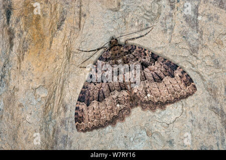 Espèce de tissus (Triphosa dubitata) hibernant dans grotte, Allemagne, février. Banque D'Images