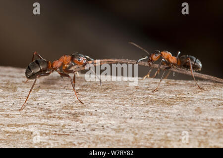 Fourmi rouge (Formica rufa) deux travailleurs luttant pour les matériaux de construction (Allemagne) aiguilles de sapin, mars. Banque D'Images