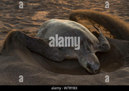 Tortues olivâtres (Lepidochelys olivacea) femmes creuser leur nid sur plage pour pondre des œufs, la côte du Pacifique, Playa Ostional, Costa Rica. Banque D'Images