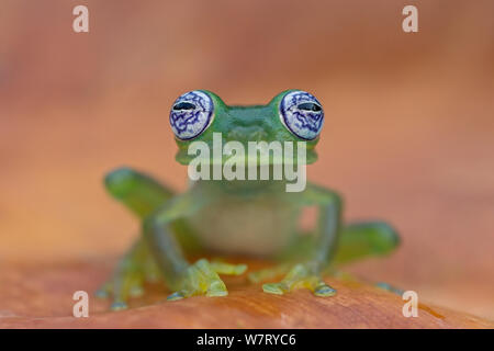 Verre fantôme (Centrolenella Grenouille ilex) portrait, le Costa Rica. Banque D'Images