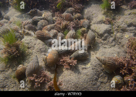 L'agrégation des buccins chien filet (Nassarius reticulatus) les charognards sur les rochers juste en dessous de l'eau faible tideline, Rhossili, la péninsule de Gower, au Royaume-Uni, en juin. Banque D'Images