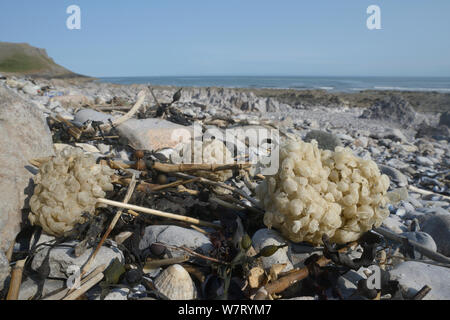 Des masses d'oeufs (Buccinum undatum buccin commun) rejetés sur aux côtés de hautes eaux séché Fucus vésiculeux frondes (Fucus vesiculosus), Rhossili, la péninsule de Gower, au Pays de Galles, Royaume-Uni, juin. Banque D'Images