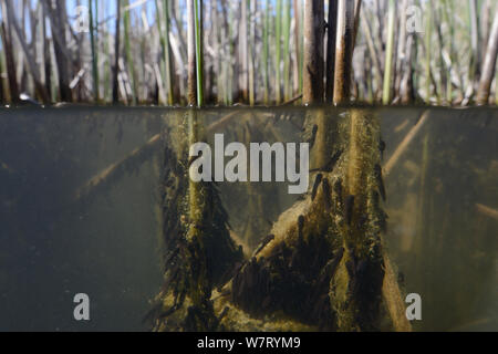 Duplex vue de têtards éclos récemment grenouille rousse (Rana temporaria) se nourrissant d'algues attachées à des tiges de roseaux dans un étang d'eau douce, Wiltshire, Royaume-Uni, mai. Banque D'Images