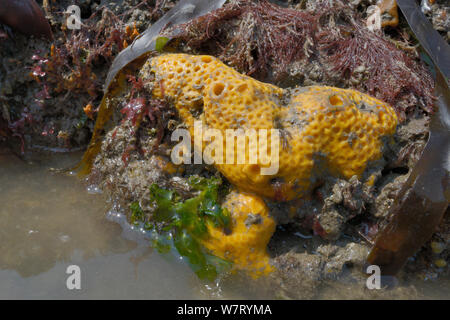 Plate jaune (éponge Cliona celata) sur les roches calcaires exposés sur une marée basse, Rhossili, la péninsule de Gower, au Royaume-Uni, en juin. Banque D'Images